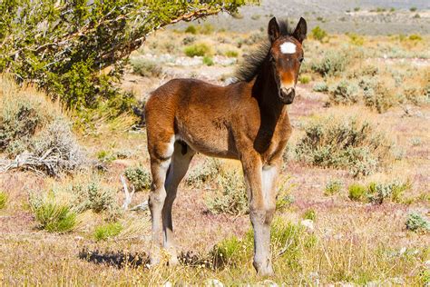foal foal wild horse cold creek nevada james marvin phelps flickr