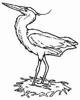 Aves Heron Colorat Reiger Desene Animals Pajaros Planse Uccelli Birds Barza Pasari Colorare Salbatice Disegni Proud Starc Animais Animali Vogel sketch template