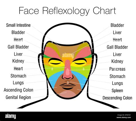 diagramm zur gesichtsreflexzonenmassage alternative akupressur und