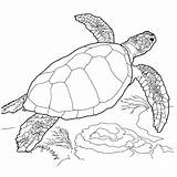 Turtle Schildkröte Ausdrucken Schildpadden Zeeschildpad Schildpad Meeresschildkröten Turtles Realistische Youcandraw Siterubix sketch template