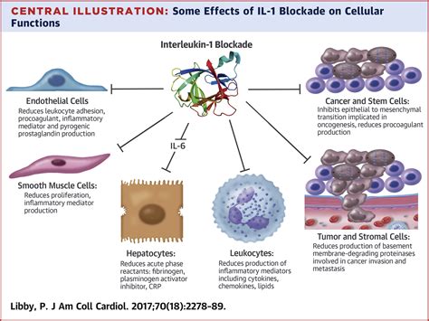 interleukin 1 beta as a target for atherosclerosis therapy biological