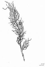 Weed Seaweed sketch template