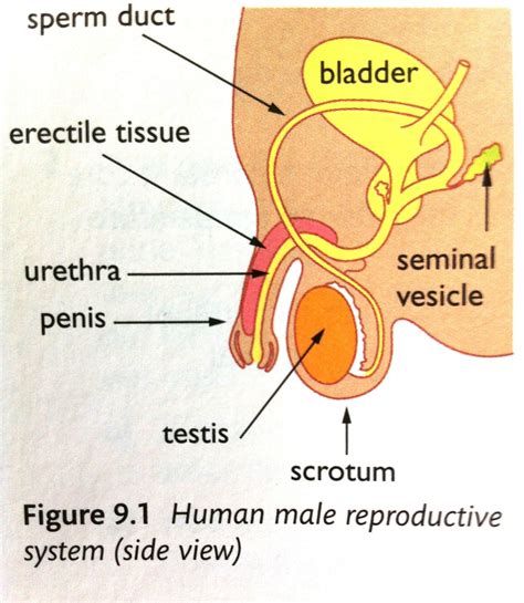 Flashcards Chapter 9 Reproduction In Humans Sexual