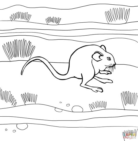 mole rat coloring pages learny kids