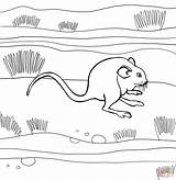 Rat Coloring Kangaroo Rats Pages Mole Print Search Again Bar Case Looking Don Use Find Top sketch template