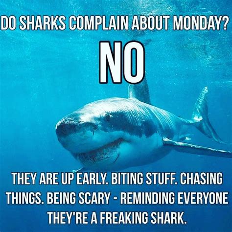 Sharks On A Monday