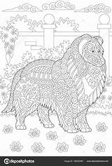 Collie Shetland Rough Sheepdog Sheltie Hond Kleurplaat sketch template