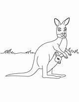 Kangaroo Pages Coloring Animals Outline Index Print Comments sketch template