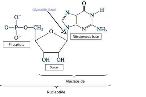 glycosidic bond exists  dna molecule   sugar class biology