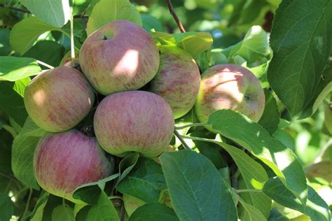 New England S Apple Crop Approaching Its Peak New England Apples