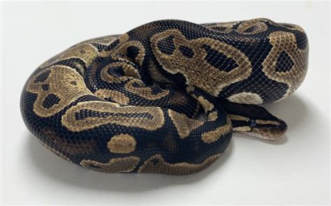 normal ball python m03 male with kink bhb reptiles