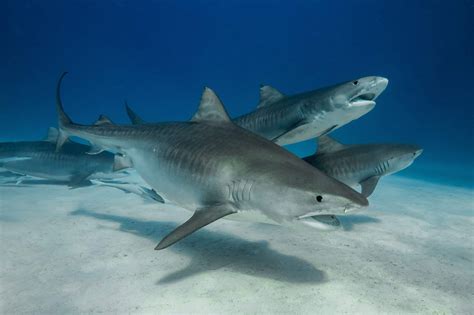 tiger sharks squad   feeding dives   bahamas