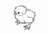 Kleurplaten Dieren Poussin Chickens Kuikentje Tekeningen Animaux Coloriage Vogels Bestcoloringpagesforkids sketch template