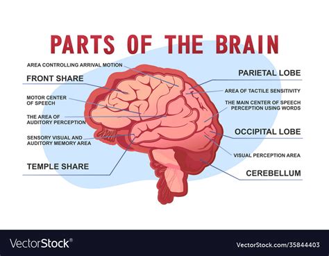 complete parts   brain
