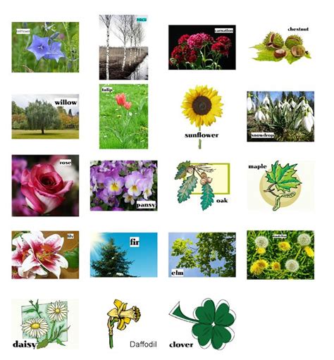 learn  names    plants  english   find