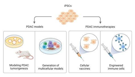 cancers  full text  potential  induced pluripotent stem cells  advance