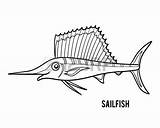 Sailfish Colorare Vela Pesce Pacifico Swordfish Designlooter sketch template