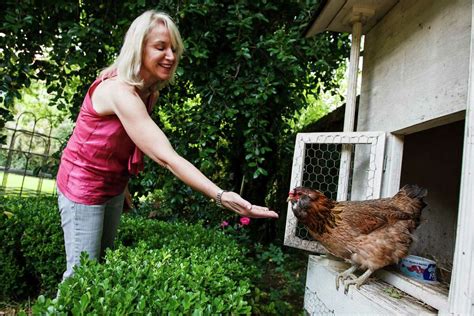 Dealing With The Urban Chicken