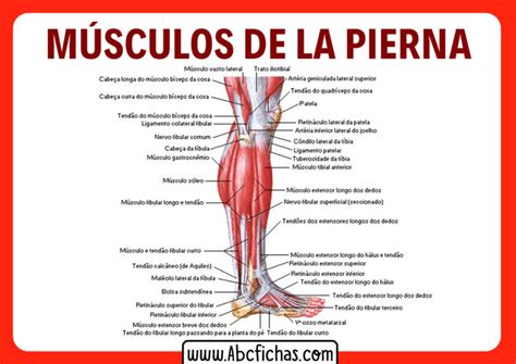 Anatomía De Los Músculos De Las Piernas Sistema Muscular