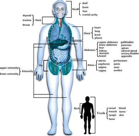 human body anatomy facts  functions