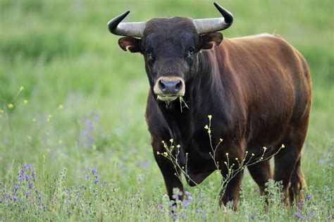 fight  bull wildlife articles