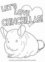 Chinchilla sketch template