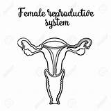 Reproductive System Female Drawing Anatomy Sketch Vector Getdrawings Drawings sketch template
