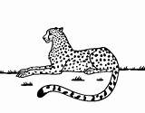 Coloring Cheetah Running Pages Drawing Getdrawings Cheetahs Coloringcrew Resting sketch template