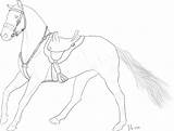 Horse Tack Coloring Endurance sketch template