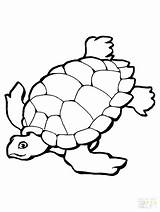 Turtle Coloring Pages Snapping Getcolorings Color sketch template