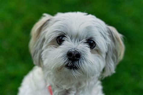 affectionate small dog breeds ideal companions