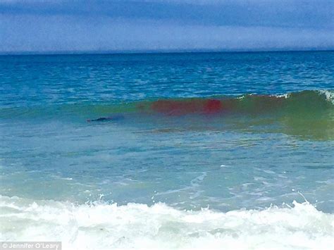 Cape Cod Beaches Closed After Huge Shark Attacks Seal 10ft From Shore