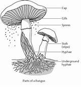 Fungi Hyphae Hypha Fungus Istudy sketch template