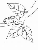 Caterpillar Coloring Branch sketch template