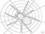 Aranhas Aranha Spinnen Spinne Spiders Webbed sketch template