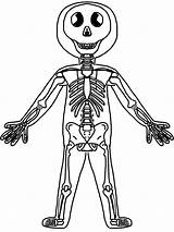 Skeletal Bones Anatomie Muscular Humans Cliparts Webstockreview αποθήκευση выбрать επιλογή πίνακα доску sketch template