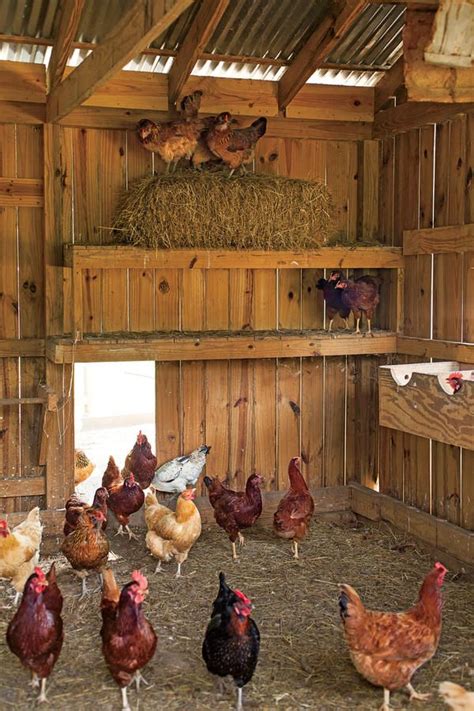beautiful diy chicken coop ideas    build