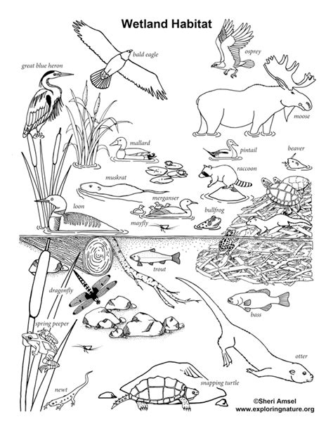 wetland habitat coloring page animal habitats wetlands activities