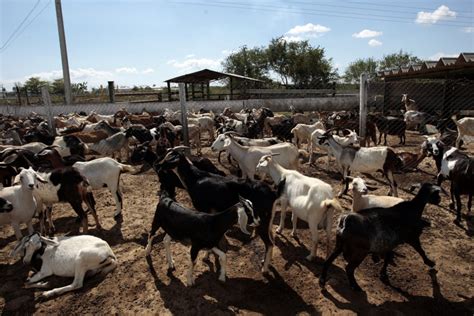 start goat farming  nigeria wealth result