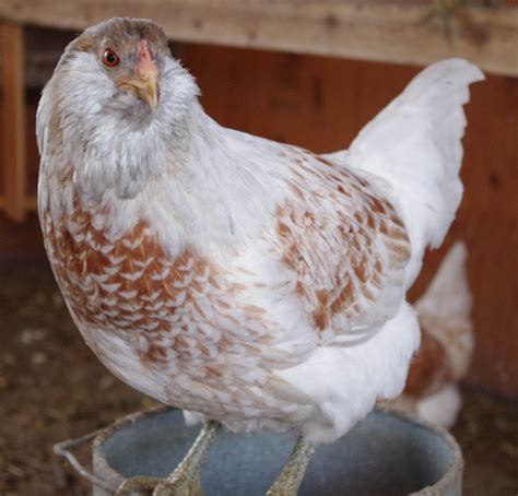 ameraucana hens lay pastel blue green eggs this is wheaten they