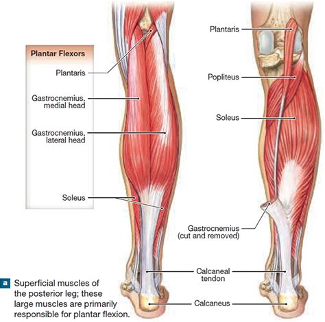 leg muscle diagram exatininfo
