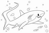 Thresher Shark Coloring Pages Printable sketch template