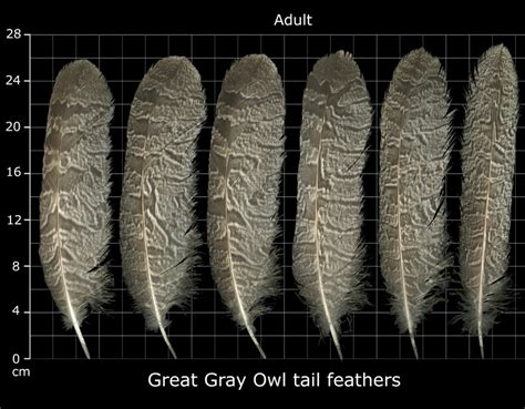 the feather atlas feather identification and scans u s