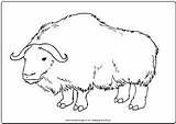 Ox Coloring Template Colouring Spreader Manure Printables Templates sketch template