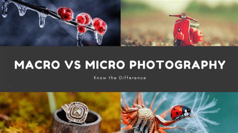 macro  micro photography difference   photography tricks