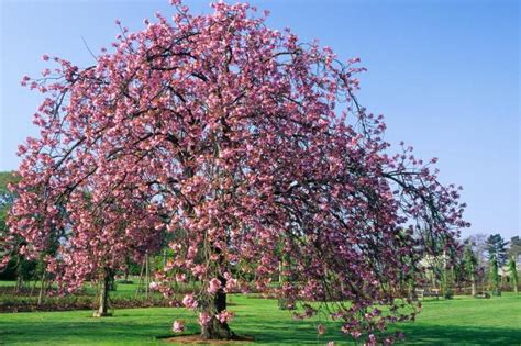 experts guide  cherry trees  times