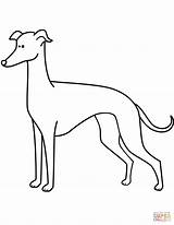 Greyhound Coloring Pages Whippet Drawing Funny Italian Line Printable Dogs Getcolorings Color Getdrawings Supercoloring Bargain Categories sketch template