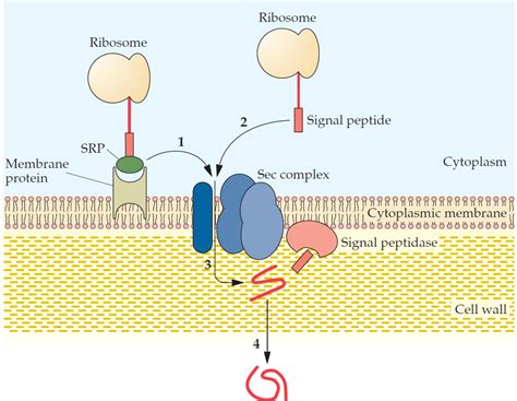 protein secretion pathways biology ease