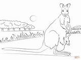 Wallaby Coloring Designlooter Necked Baby Pages Red 72kb 224px sketch template