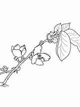Quince Coloring Blossom Protea Pages Rosaceae Flower Printable Designlooter Categories Drawing Drawings 1024px 71kb 93kb 1600px 1200 sketch template